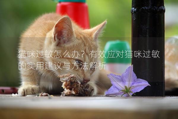 貓咪過敏怎么辦？有效應對貓咪過敏的實用建議與方法解析